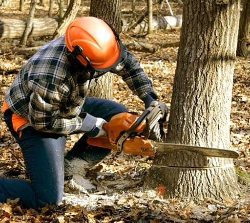 Tree Removal in Millville, DE